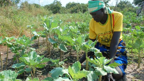 女性农民在乌干达