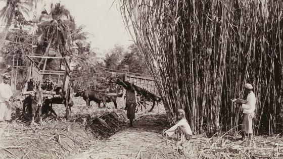1921年，爪哇用牛车运输甘蔗